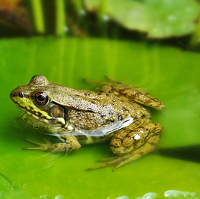 make a frog pond