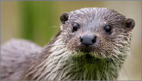Animal fiction