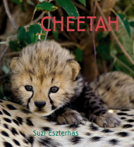 Eye on the Wild: Cheetah