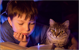 Build a reading den